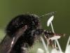 Bombus sp.